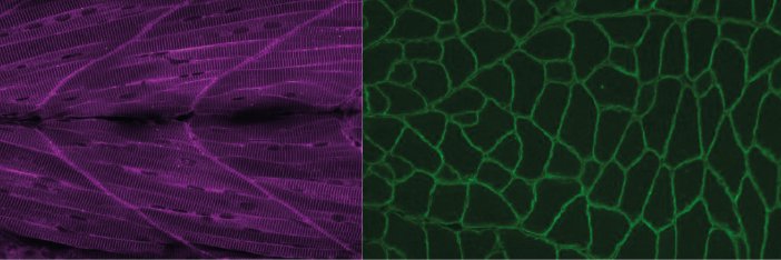 Myogenesis Discussion Group banner