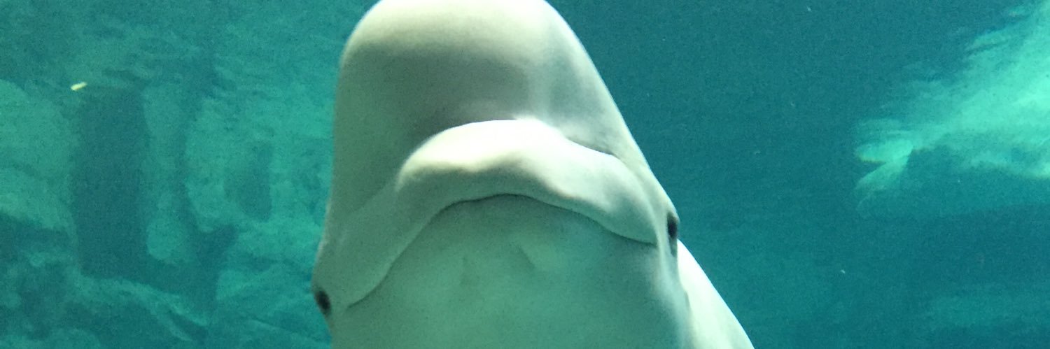 ふぐちゃん🐡/(Fugu🐡) banner