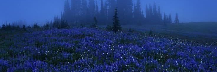 𓆩 𝔞𝔟𝔦𝔤𝔞𝔦𝔩 𓆪 banner