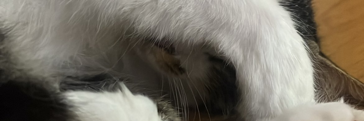 xysclar's profile banner image