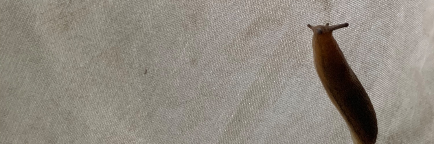 bearatchet's profile banner image