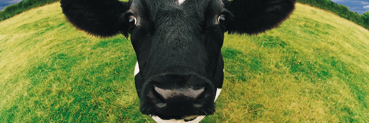 moomoo 🌻🍉 banner