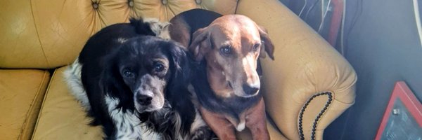 drartMinka Profile Banner