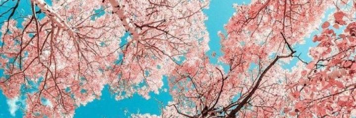 _AnnyCaroline08's profile banner image