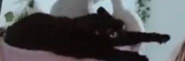 bramblesthatcat's profile banner image