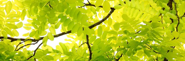 Trees4Travel Profile Banner