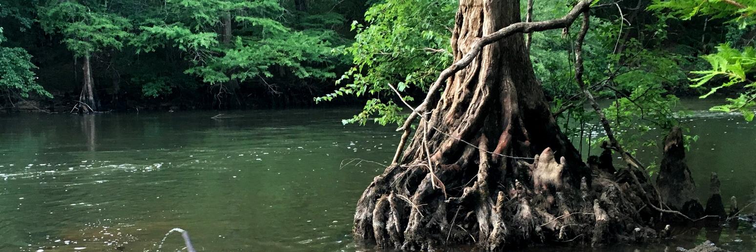 Carla Atkinson banner