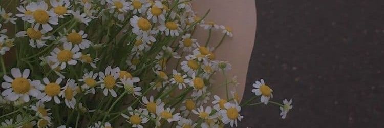 แมวจิ๋ว 𖥔 ࣪˖ ᐢ..ᐢ เฟบก่อนทัก banner