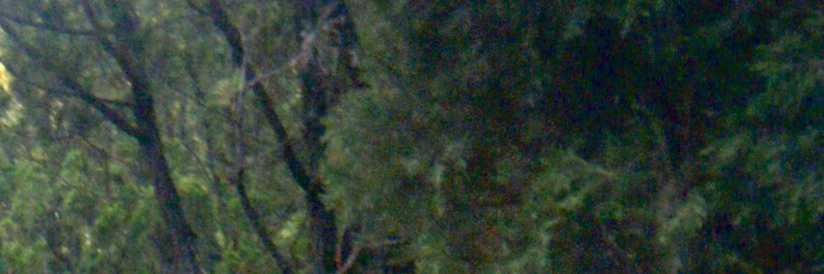 liannn banner