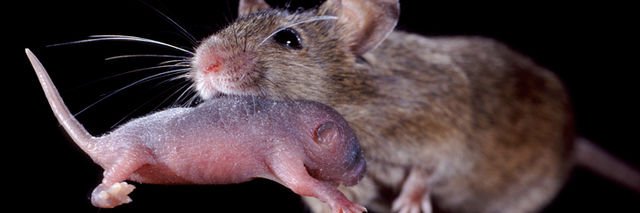 Brandon Logeman banner