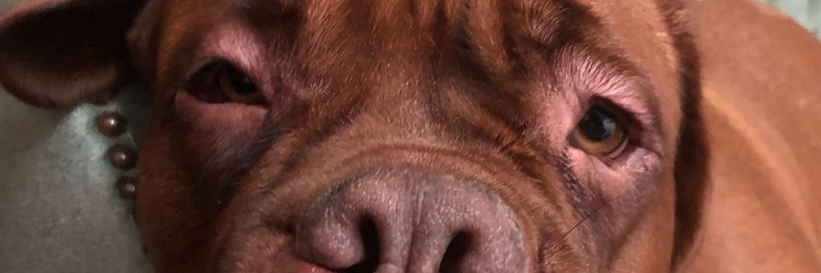 dog lover banner