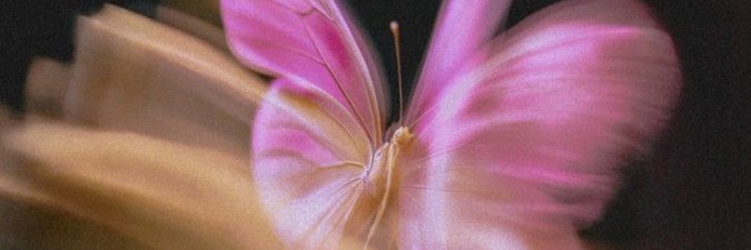 파 볼 (favor)♡🇵🇸 banner