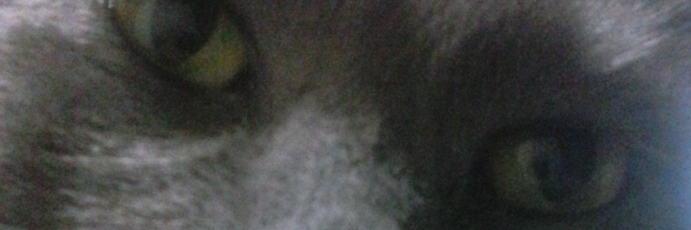 Princess Kitten's banner