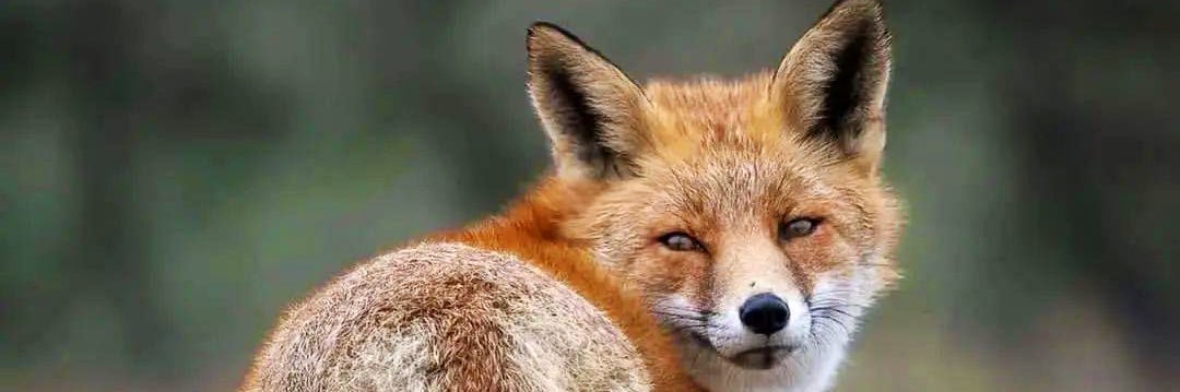 AngeFox1's profile banner image