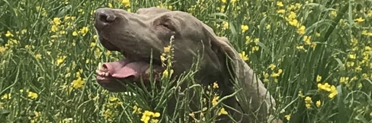 darfs5's profile banner image