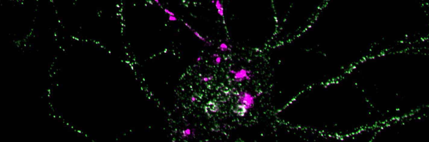 Maria Casas Prat banner