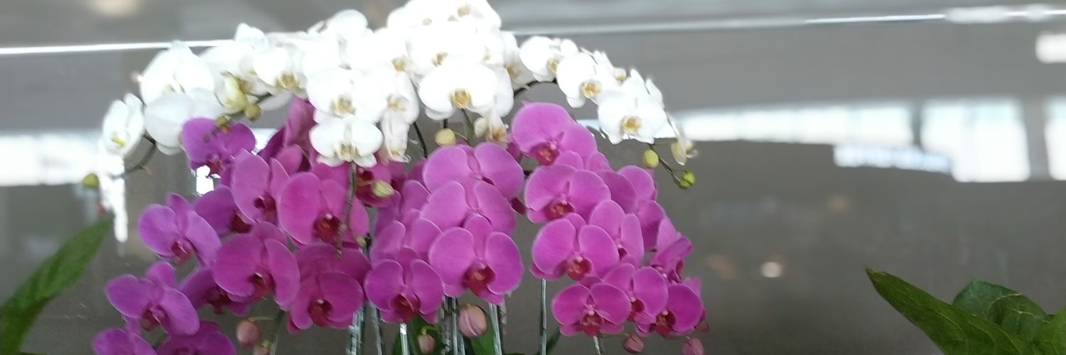 Moonali5a's profile banner image