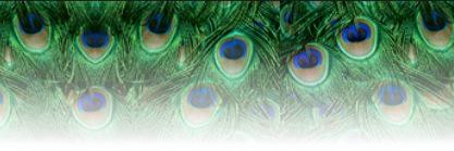 annanicolelynch's profile banner image