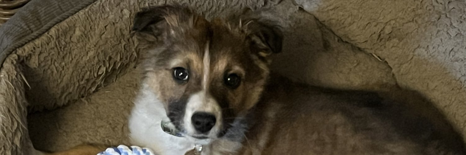 MrsBunnyrabbit's profile banner image