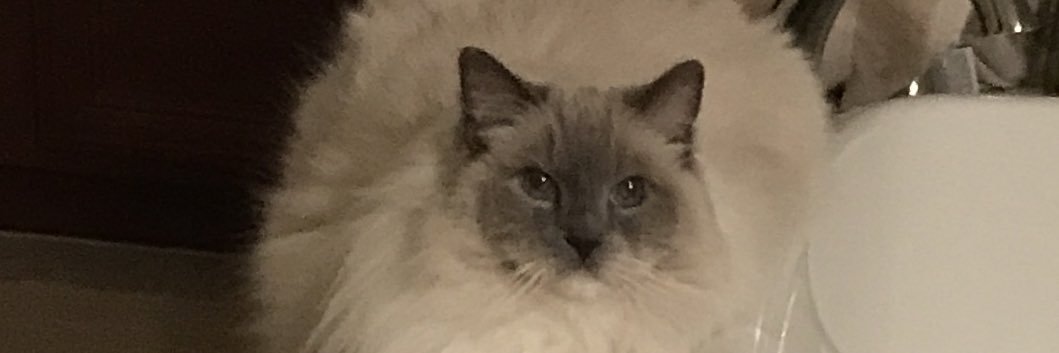 leadepasquale's profile banner image