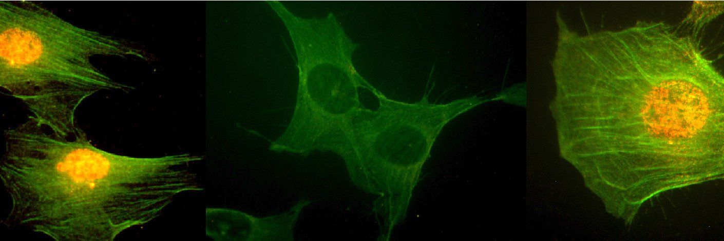 The Heier Laboratory banner