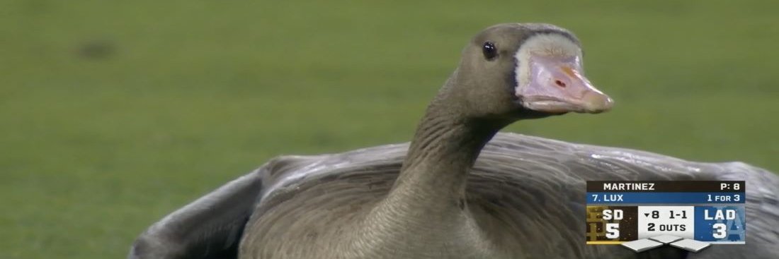 Stephen Sweet banner