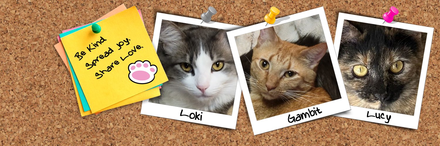 🐱 Loki & Gambit & Lucy🐱's banner