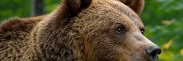 dickydickypand1 Profile Banner