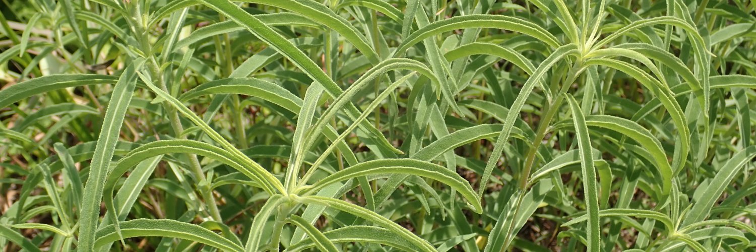 entomography's profile banner image