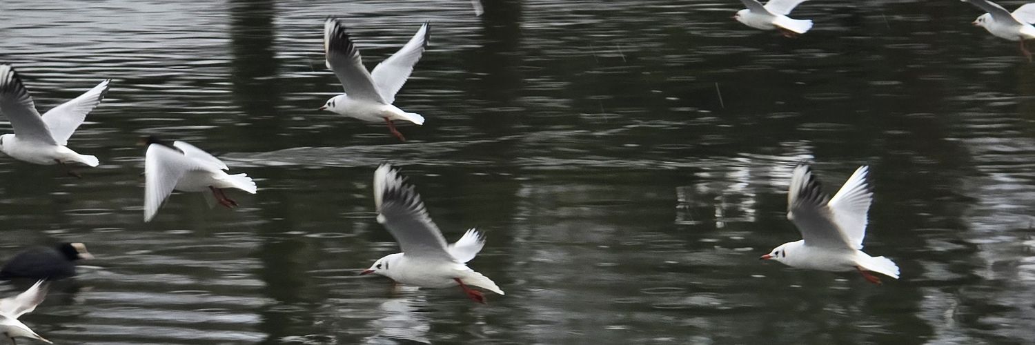 Martin Johnson banner
