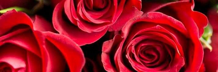 asherrose025's profile banner image