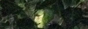 Green Witch banner