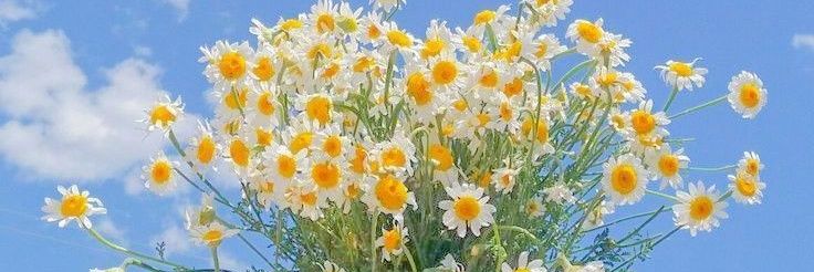 ay9927🇵🇸🤍🌼 banner
