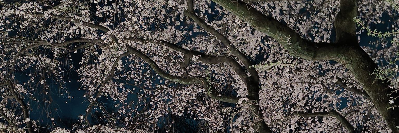 山鴎 banner