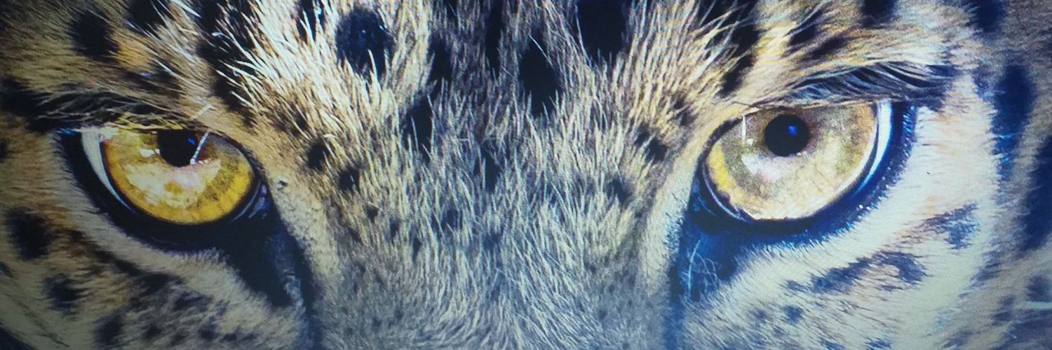 bluecaot's profile banner image