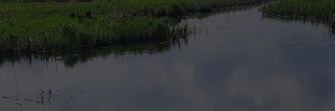 Przemek banner