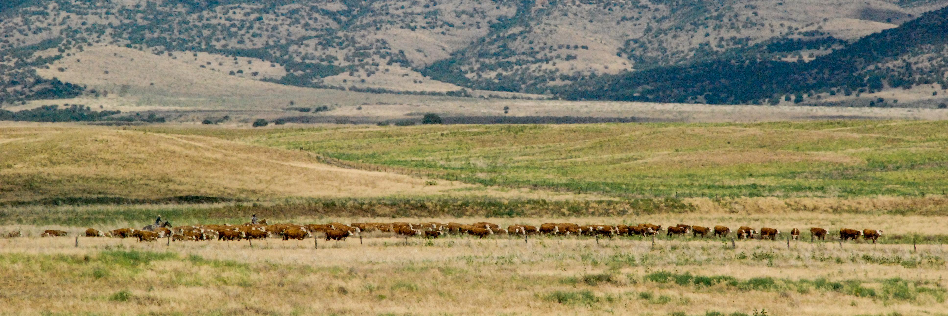 Arizona Beef Council banner
