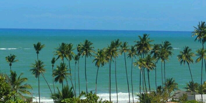 Thamara Beltrame banner