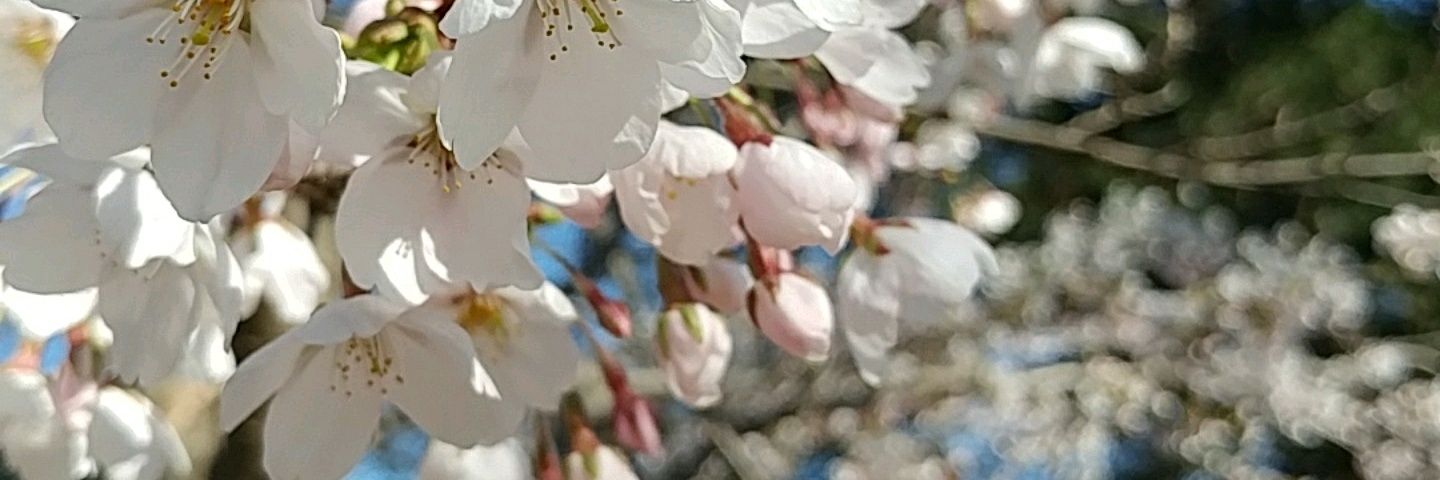 Michelle Gloria banner