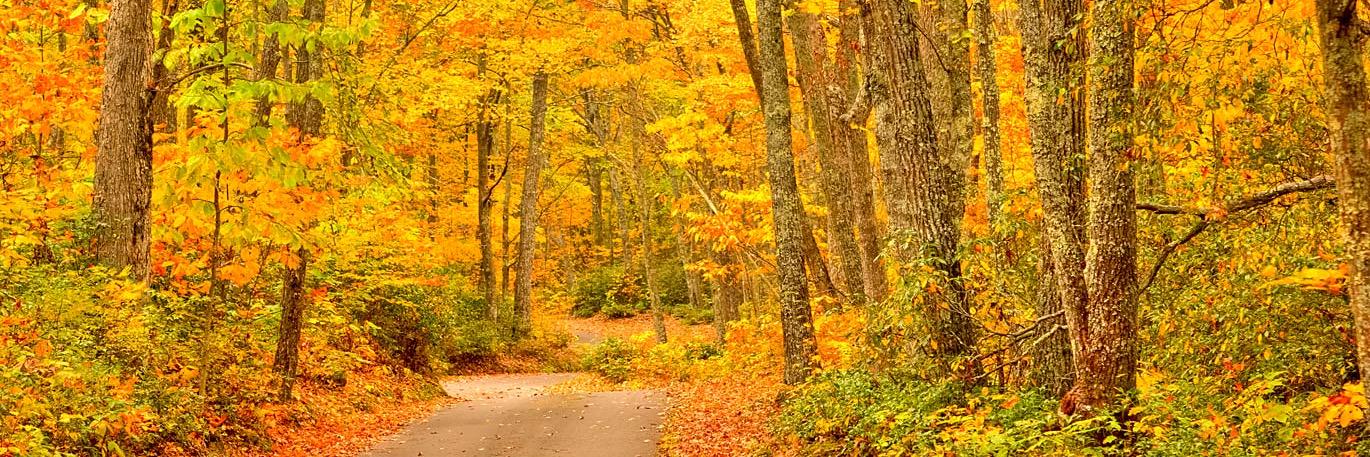 Rachel Upthegrove MBE banner