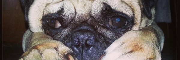 MoralesMariaG Profile Banner