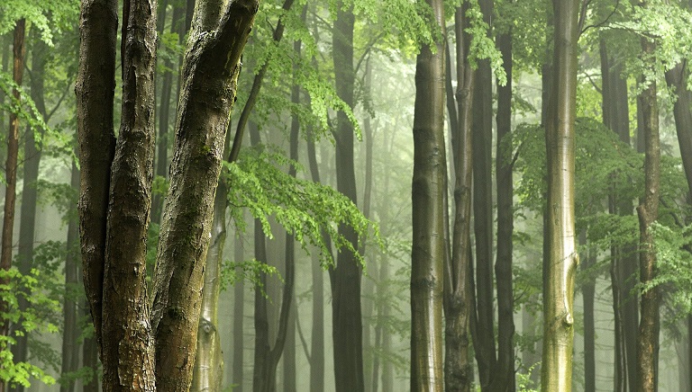 forestsofhope's profile banner image