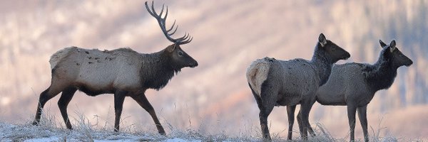 steamboatpilot Profile Banner