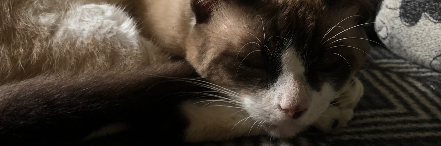 anymuseu's profile banner image