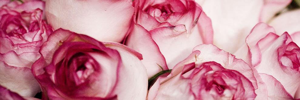 DesertRose1960's profile banner image