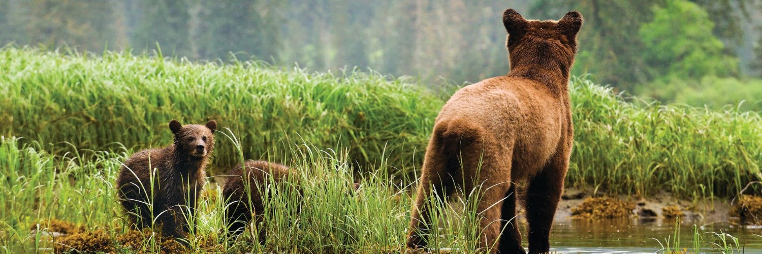 Bear Conservation banner