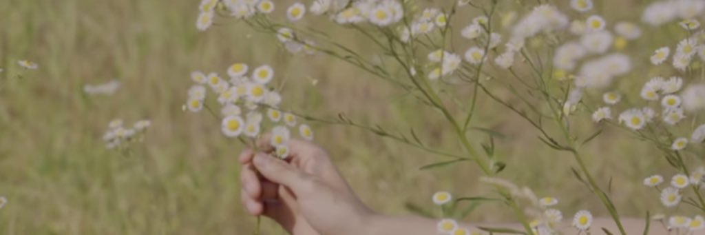 🐱 banner