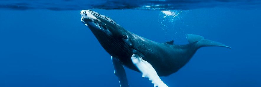 LE QUIZZ A DES RATCHES banner