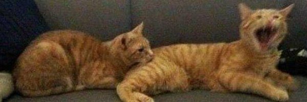 ShouldHaveCat Profile Banner