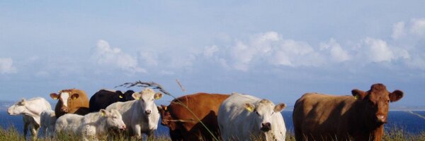 acoevans Profile Banner